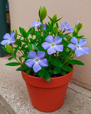 Seedsilk Vinca Flower Seeds F1 Hybrid Flowe Seed(50 per packet)