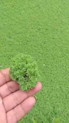 BDSresolve azolla plant seeds/azolla seeds 1430 Seed(1430 per packet)