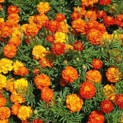 Aywal genda phool ,marigold Seed(2 per packet)