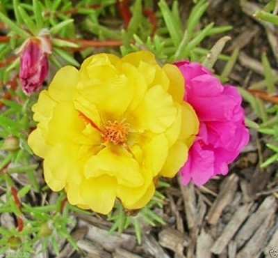 Qualtivate VVI-22 Yellow Portulaca seeds Great in Container,tolerate heat and drough Seed(50 per packet)