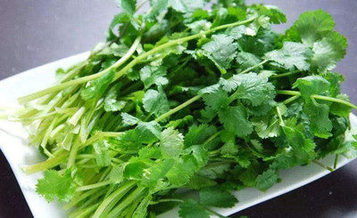 KNESSiN Herb Coriander Cilantro-{2000 Seeds} Seed(2000 per packet)