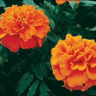 CYBEXIS LX-47 - Janie Deep Orange Marigold - (750 Seeds) Seed(750 per packet)