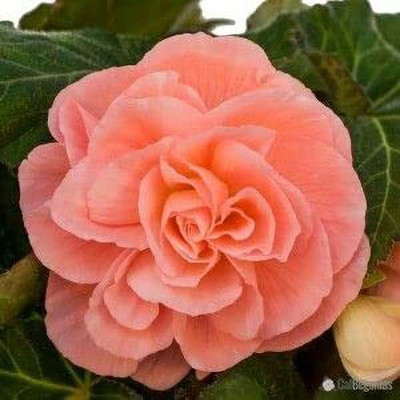FERNSFLY® Imported Begonia Flower Bulbs Blooming (Pack of 1 Roseform Peach Begonia) Seed(1 per packet)