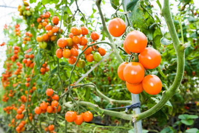 SOWCAN tomato Seed(95 per packet)
