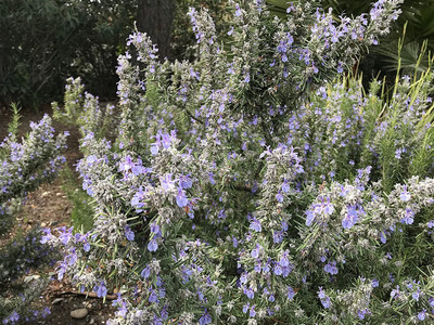 VibeX LX-81 - Tuscan Blue Rosemary - (2250 Seeds) Seed(2250 per packet)