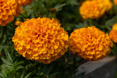 Abamec marigold/gende ka phool flower seeds Seed(50 per packet)