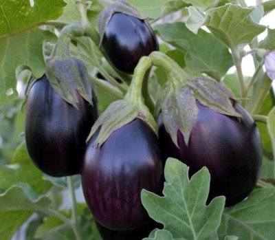 Avysa Black Beauty Eggplant/Brinjal Seed(400 per packet)