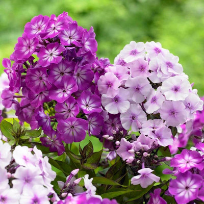 Aywal Phlox twinkle mix Seed(60 per packet)