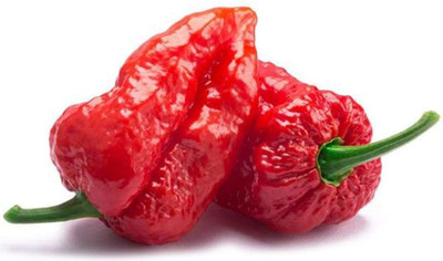 CYBEXIS Chilli Pepper Seeds for Planting 2400 Seeds Seed(2400 per packet)