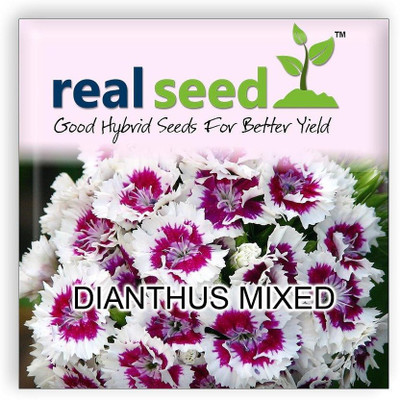 CYBEXIS Dianthus Mixed Hybrid Imported Flower Seeds Seed(50 per packet)