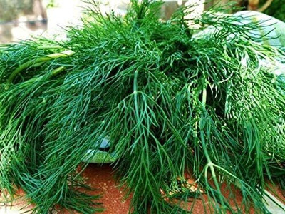 Qualtivate XLR-82 Dill Dwarf Fernleaf Herb Seeds Seed(500 per packet)