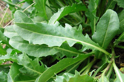 WILLVINE LX-80 Rocket Arugula Seeds Seed(500 per packet)