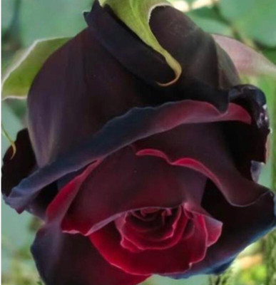 greenfarm NXC- Fragrant Rose Flower Seeds/ Gulab Seeds / 70 X Seeds , TRE21 Seed(70 per packet)