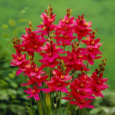 Audbhidhi Ixia Bulbs Seed(2 per packet)