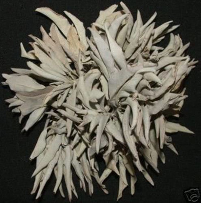 CYBEXIS PUAS-94 - California White Sage - (450 Seeds) Seed(450 per packet)