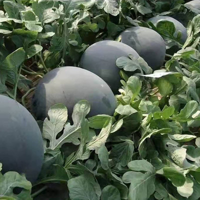 VibeX GUA-49 - Black Diamond Watermelon - (1350 Seeds) Seed(1350 per packet)