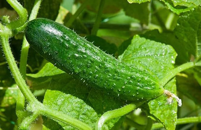 GREENSEA Cucumber, Desi Kheera Seed(50 per packet)