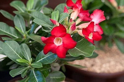 Qualtivate LXI-383 Adenium Obesum Desert Rose Doungdee Seed(30 per packet)