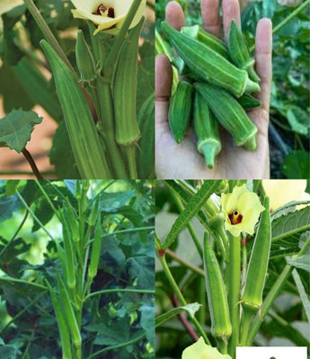 ibains Bindi seeds beez 23 Seed(23 per packet)
