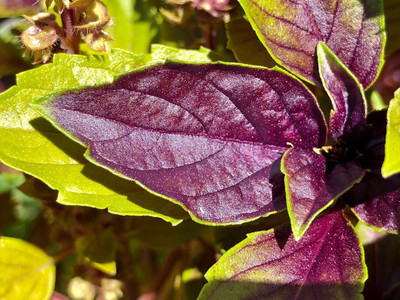 VibeX ® XLR-59 Basil Red Rubin Seeds Seed(1000 per packet)