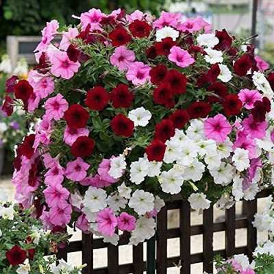 CYBEXIS VVI-4 - Petunia Rainbow Mix Annual Flowers Non GMO - (60 Seeds) Seed(60 per packet)