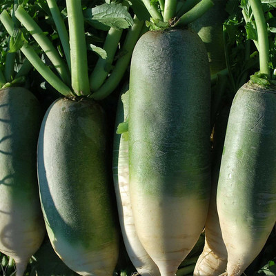 CYBEXIS LX-64 - Radish - Chinese - Green Luobo Improved - (750 Seeds) Seed(750 per packet)