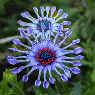 Epazo Exotic Daisy Mix Flower Seed(40 per packet)
