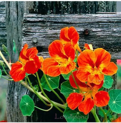Aro Nasturtium Seed(33 per packet)
