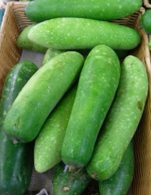 UGRA NAM TAO YAI Bottle Gourd Seeds Seed(20 per packet)