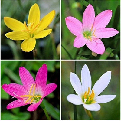 bloomaura rain lily, Zephyranthes Seed(5 per packet)