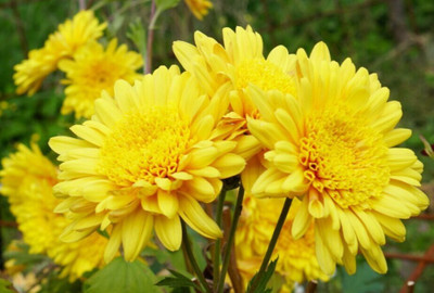 Quentova CLOVERLEA COMPANION CHRYSANTHEMUM-22O-VXI Seed(50 per packet)