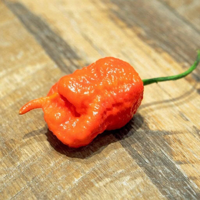 Biosnyg F1 Hybrid Hot Death Spiral Pepper Vegetable Seeds For Gardening-(2000 Seeds) Seed(2000 per packet)