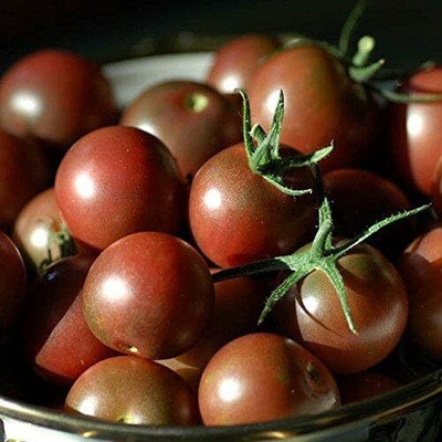 Qualtivate RES-9A Chocolate Cherry Tomato Seed(300 per packet)