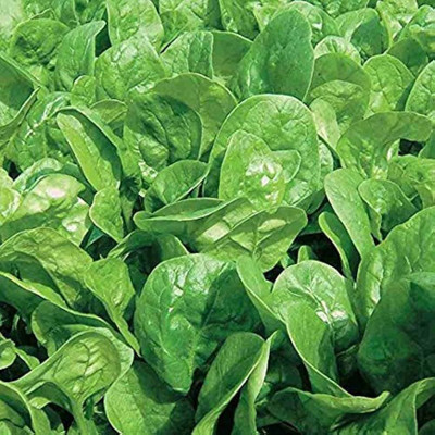 BJUBAS Water Spinach Seeds pack of 130 Seed(130 per packet)