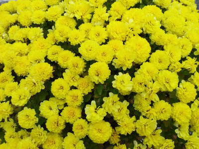 decorhomz marigold/gende ka phool flower seeds Seed(50 per packet)