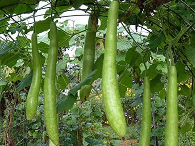 Qualtivate XXX-6A Calabash Long Bottle Gourd Seed(50 per packet)