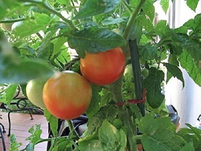 Qualtivate VXL-3AT Patio Tomato F1 Hybrid Seed(300 per packet)