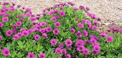 Aywal Osteospermum White Color Flower Seed(20 per packet)