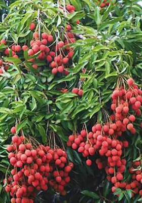 MAA Litchi, Lichi, Lychee Seed(31 per packet)