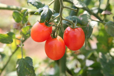 VERTEX AGENCIES tomato Seed(95 per packet)