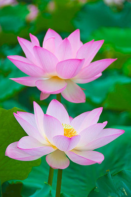 jui halder lotus,kamal gatta Seed(10 per packet)