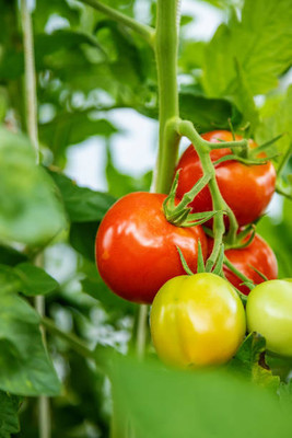Chipku tomato Seed(140 per packet)