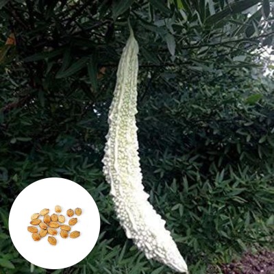 CYBEXIS Hardy White Bitter gourd Seeds800 Seeds Seed(800 per packet)