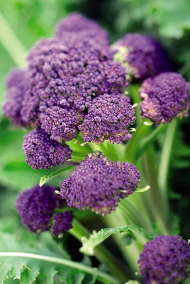 WILLVINE VMR -I Heirloom Purple Broccoli [10g, 3000 Seeds] Seed(3000 per packet)