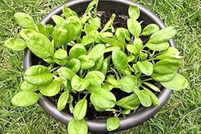 BJUBAS palak seeds organic pack of 37 Seed(37 per packet)