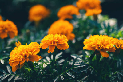 Ravel white sandalwood seed marigold/gende ka phool flower seeds Seed(75 per packet)