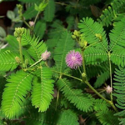 WILLVINE Mimosa Pudica, Touch me not, (Chui MUI)-[2000 Seeds] Seed(2000 per packet)