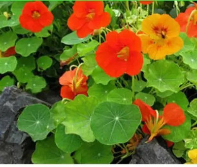 Aro Nasturtium Seed(38 per packet)