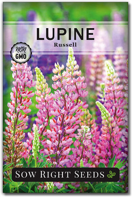 WILLVINE ™ Russell Lupine Seeds-500 SEEDS Seed(500 per packet)