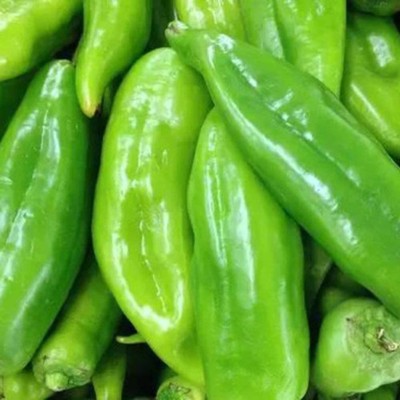 CYBEXIS Hot Jalapeno Pepper Seeds Pepper Seeds2400 Seeds Seed(2400 per packet)